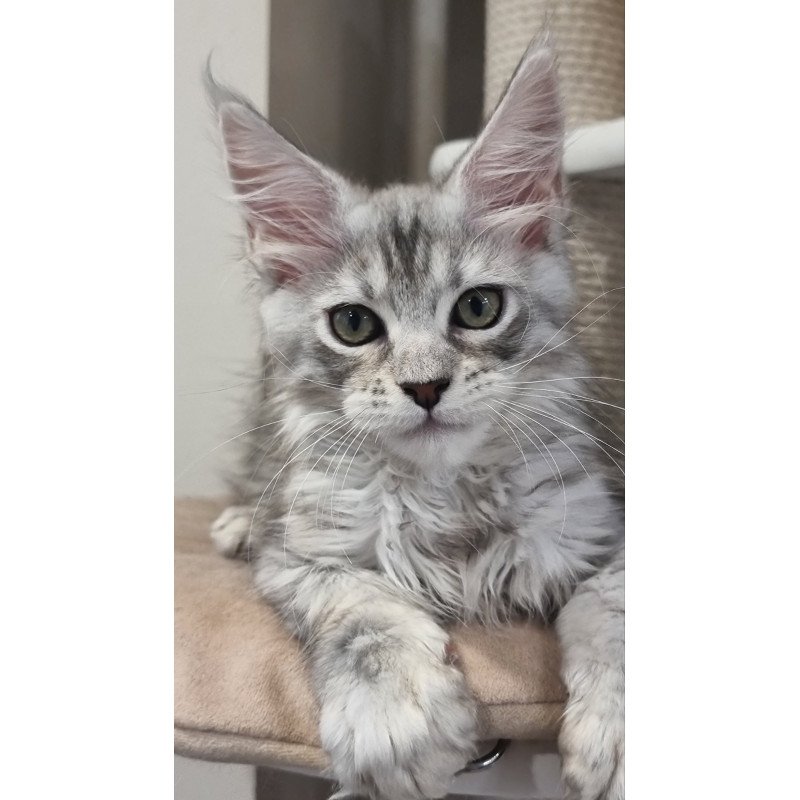 Maine Coon EZ Elit