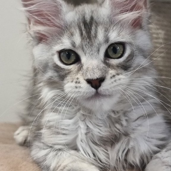 Maine Coon EZ Elit
