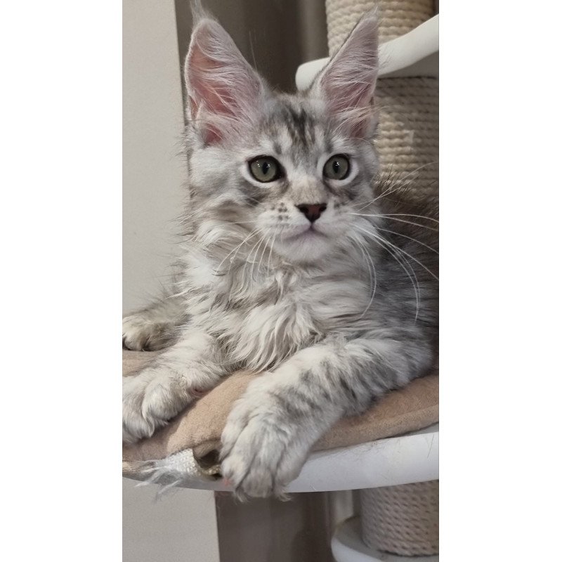 Maine Coon EZ Elit