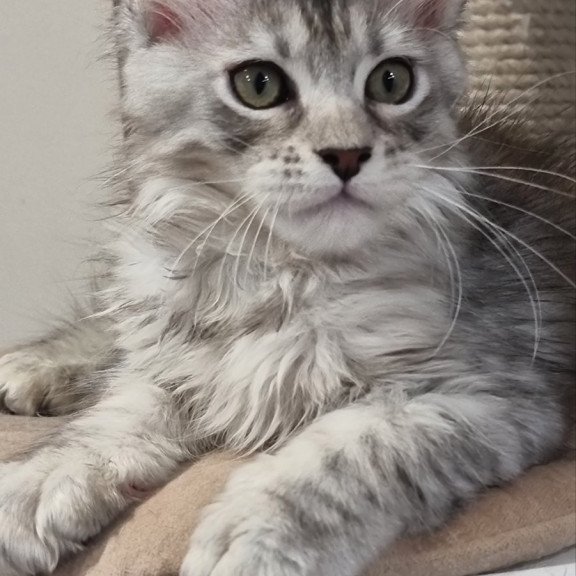 Maine Coon EZ Elit