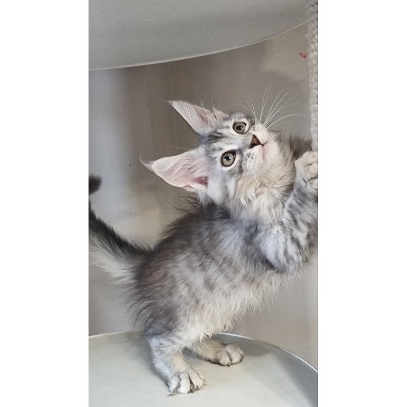 Maine Coon EZ Elit