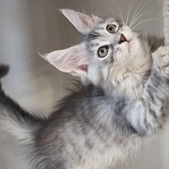 Maine Coon EZ Elit