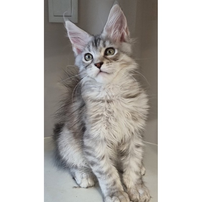 Maine Coon EZ Elit