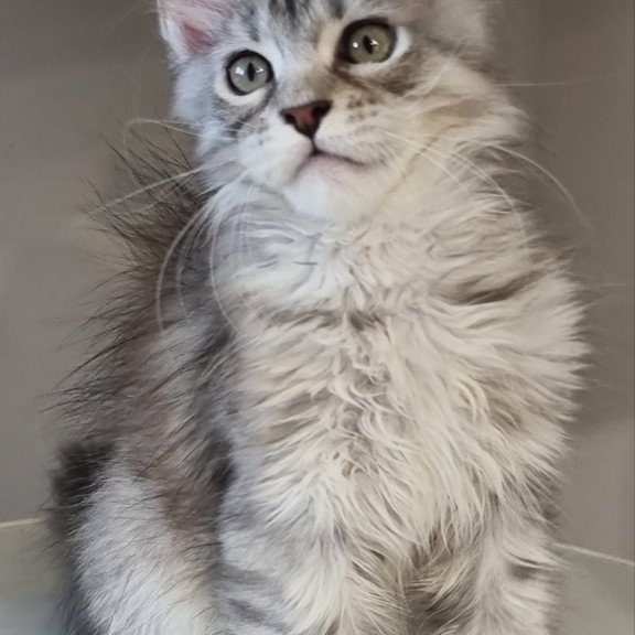 Maine Coon EZ Elit