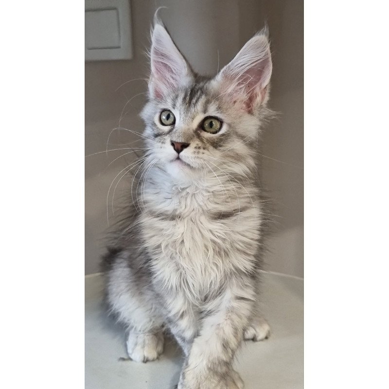 Maine Coon EZ Elit