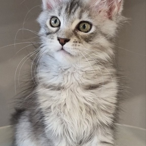 Maine Coon EZ Elit