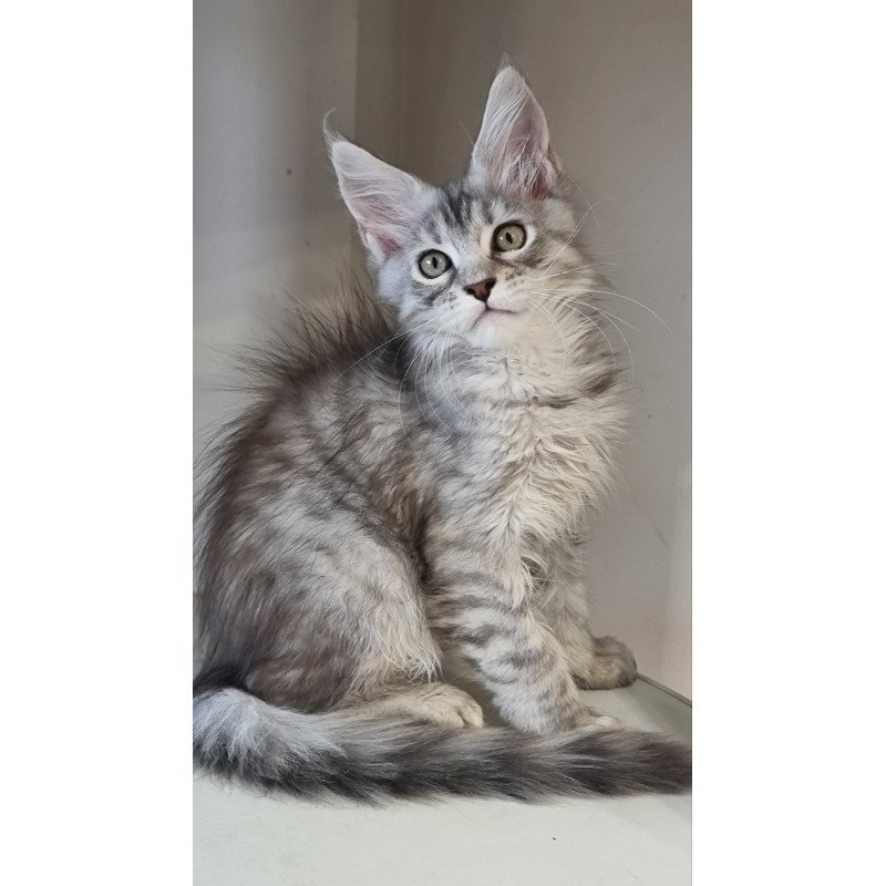 Maine Coon EZ Elit