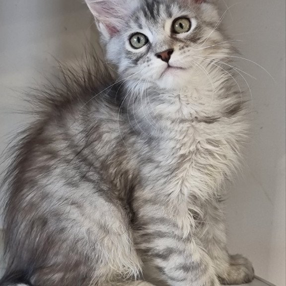 Maine Coon EZ Elit