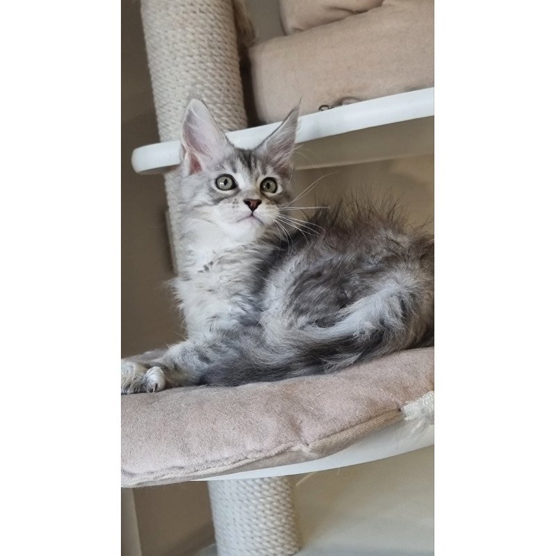 Maine Coon EZ Elit