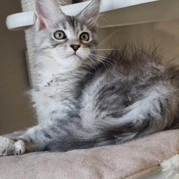 Maine Coon EZ Elit