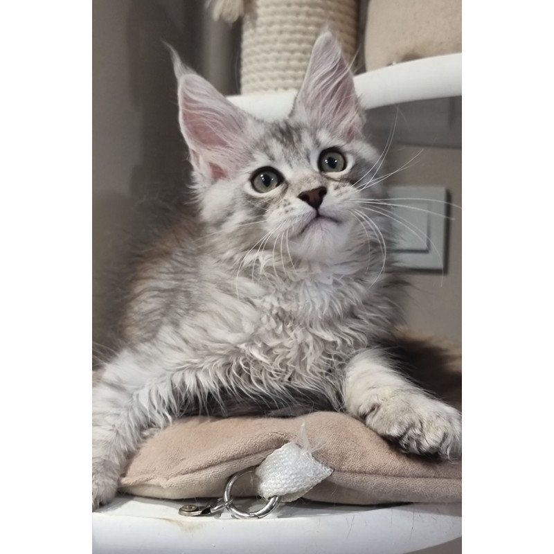 Maine Coon EZ Elit