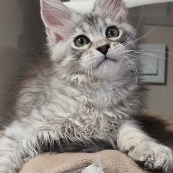 Maine Coon EZ Elit