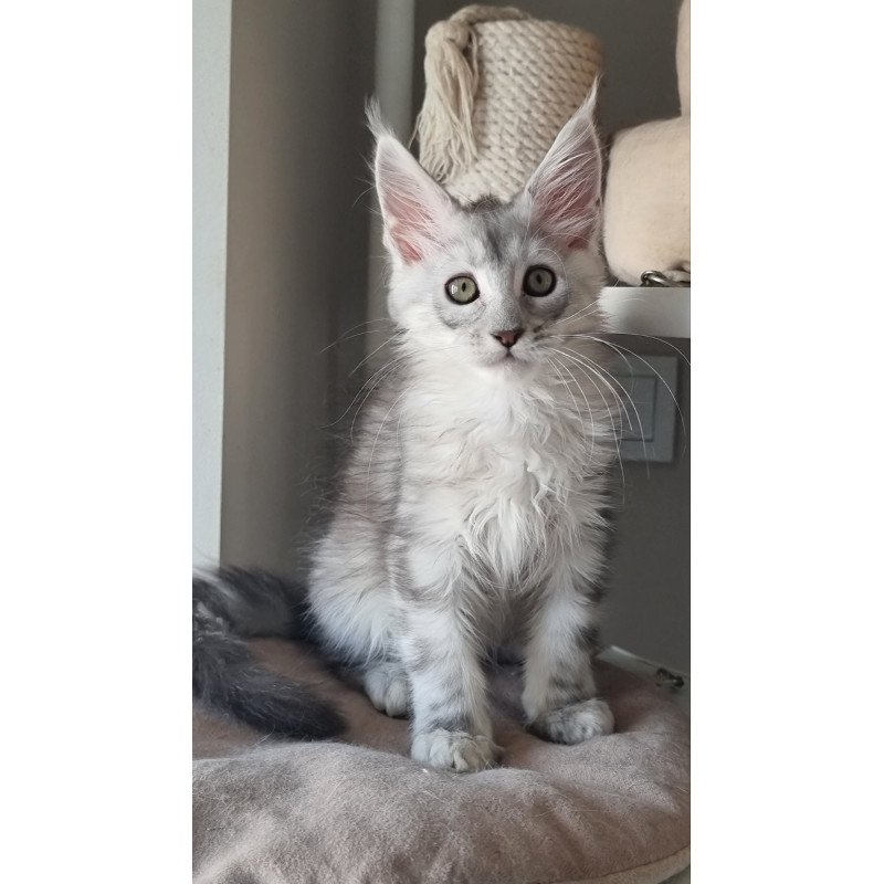 Maine Coon EZ Eveta