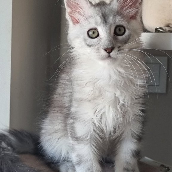 Maine Coon EZ Eveta