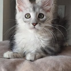 Maine Coon EZ Eveta