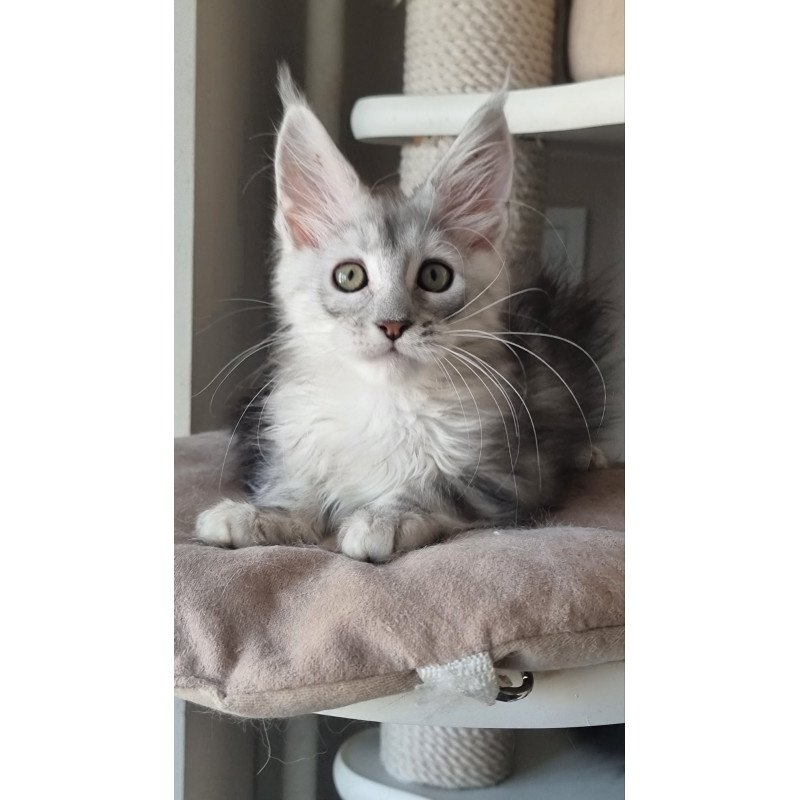 Maine Coon EZ Eveta