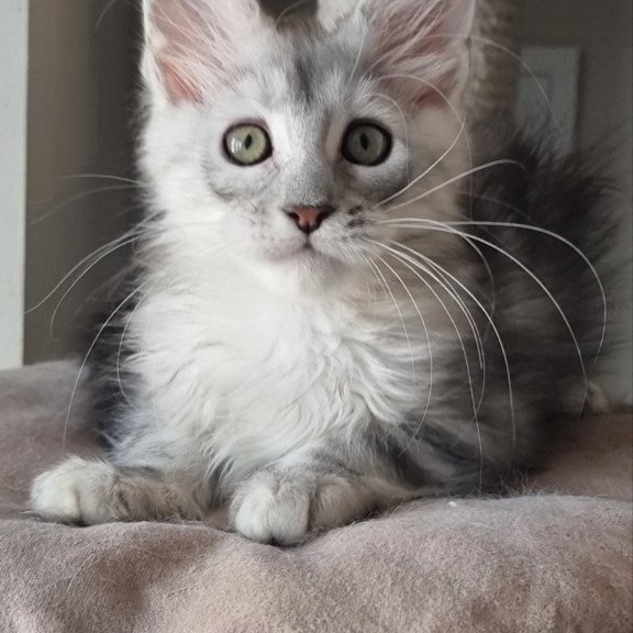 Maine Coon EZ Eveta