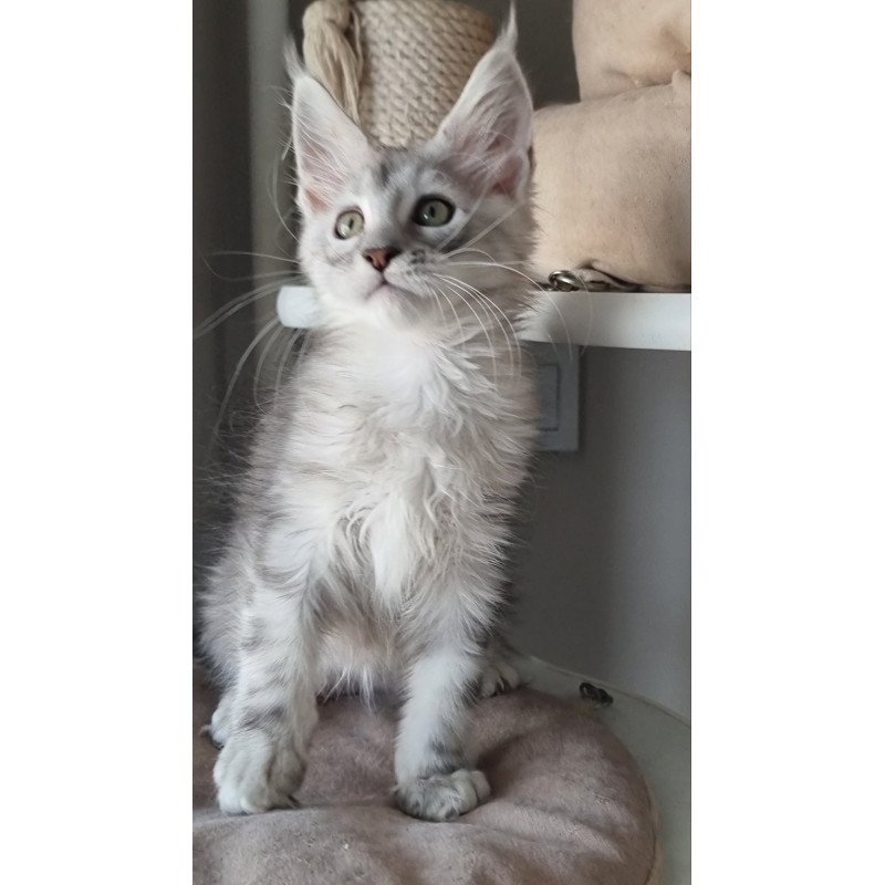 Maine Coon EZ Eveta
