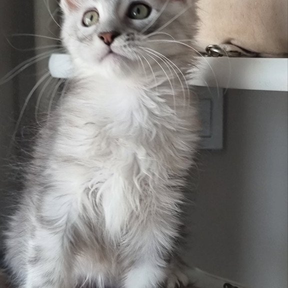 Maine Coon EZ Eveta