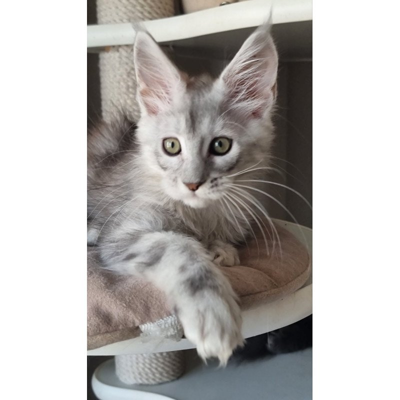 Maine Coon EZ Eveta
