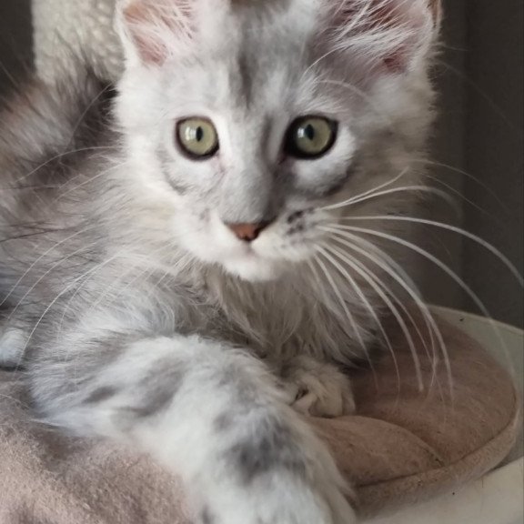 Maine Coon EZ Eveta