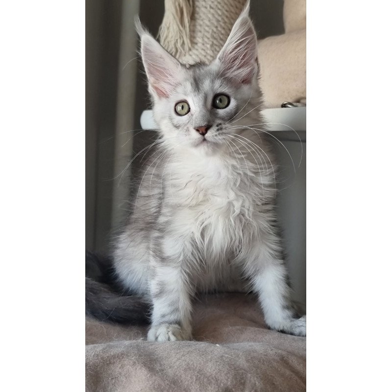 Maine Coon EZ Eveta