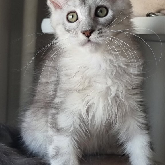 Maine Coon EZ Eveta