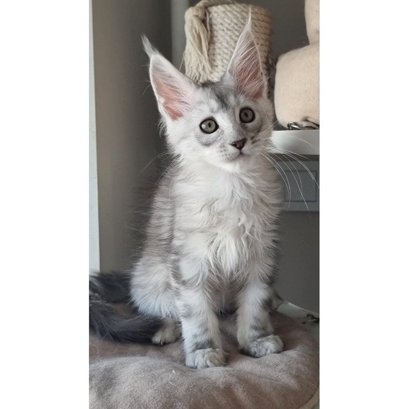 Maine Coon EZ Eveta