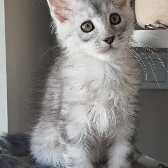 Maine Coon EZ Eveta