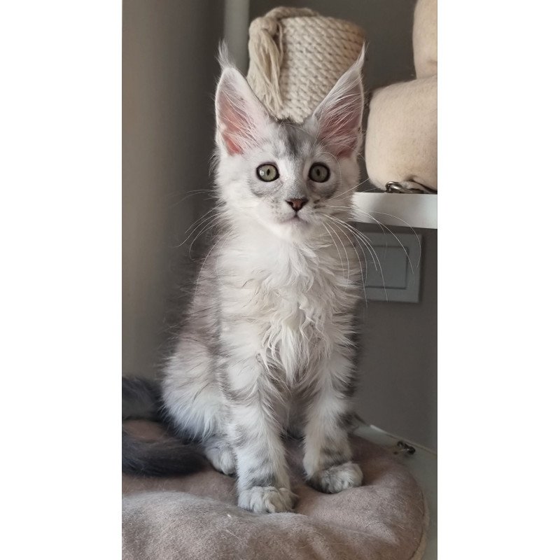 Maine Coon EZ Eveta