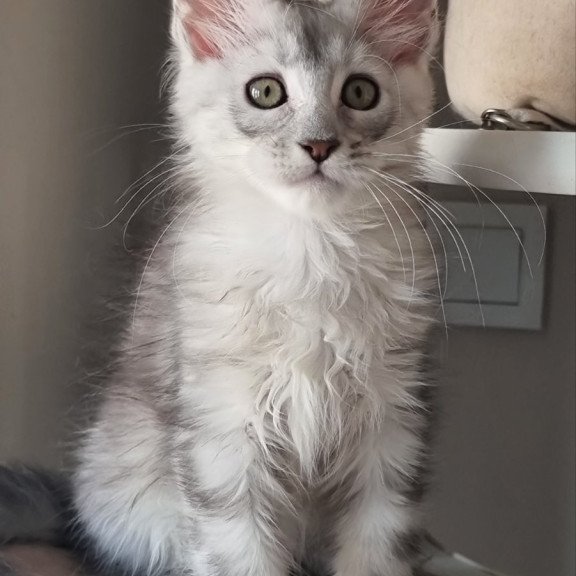 Maine Coon EZ Eveta