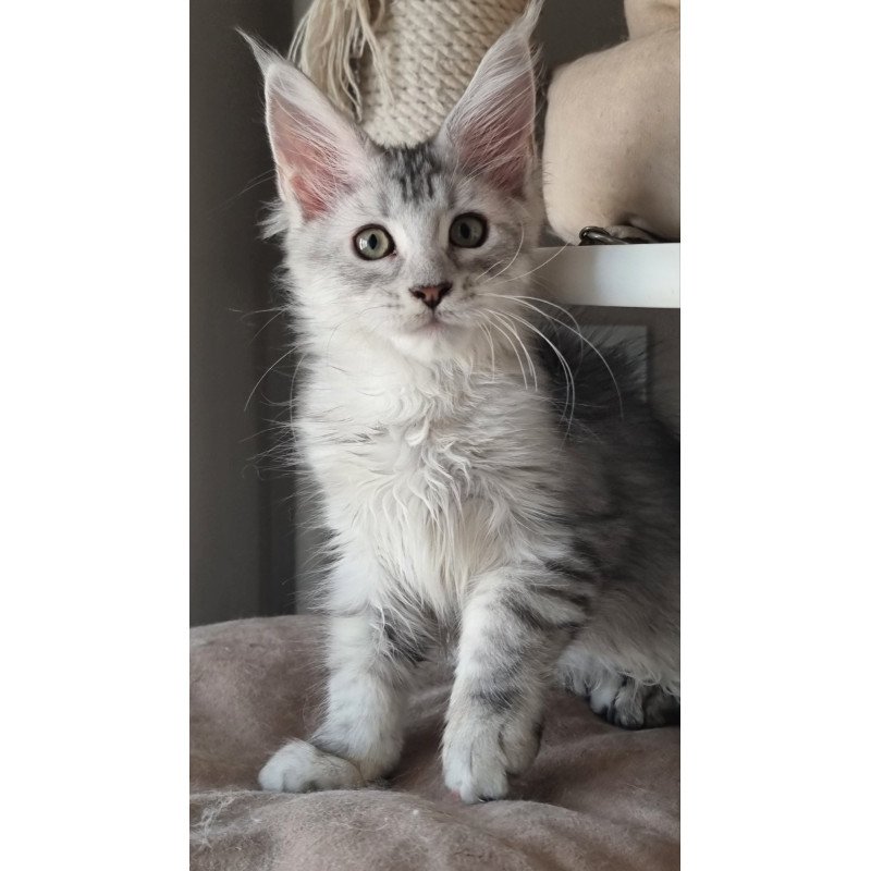 Maine Coon EZ Eveta