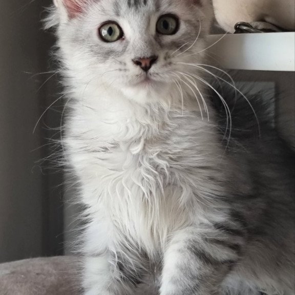 Maine Coon EZ Eveta