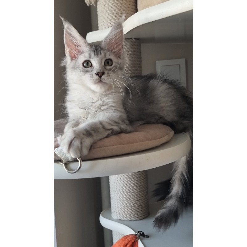 Maine Coon EZ Eveta