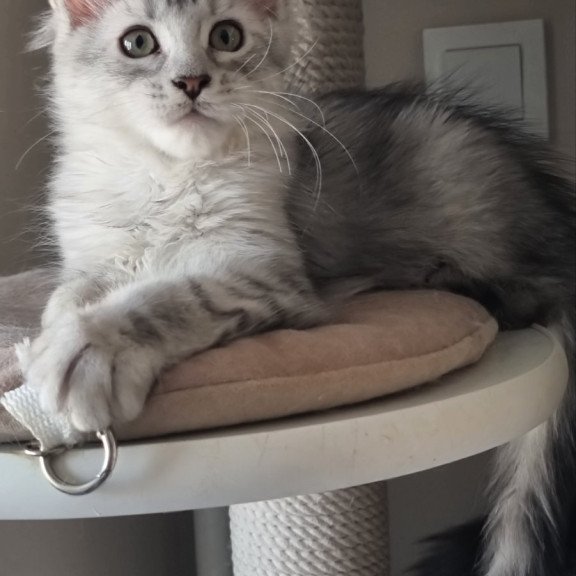 Maine Coon EZ Eveta