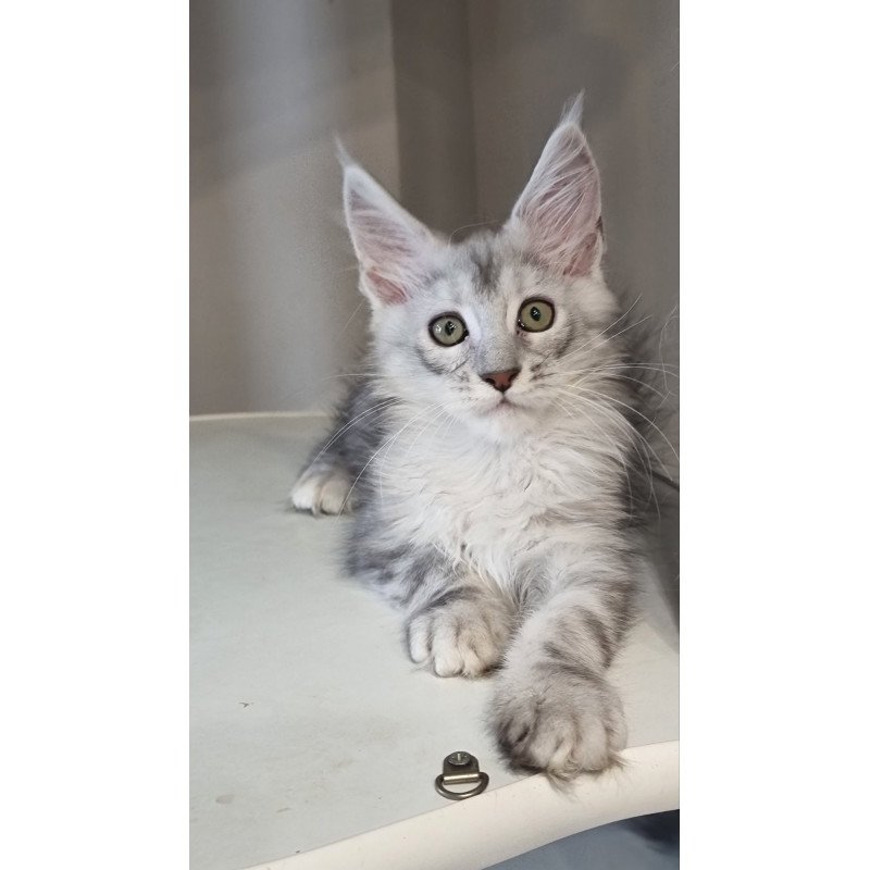 Maine Coon EZ Eveta