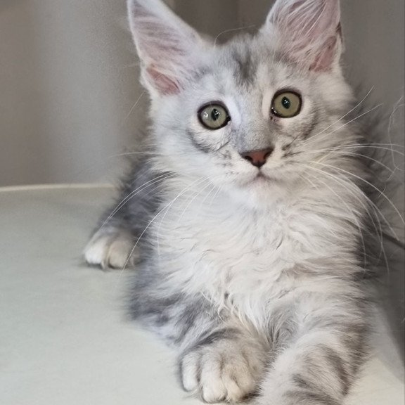 Maine Coon EZ Eveta