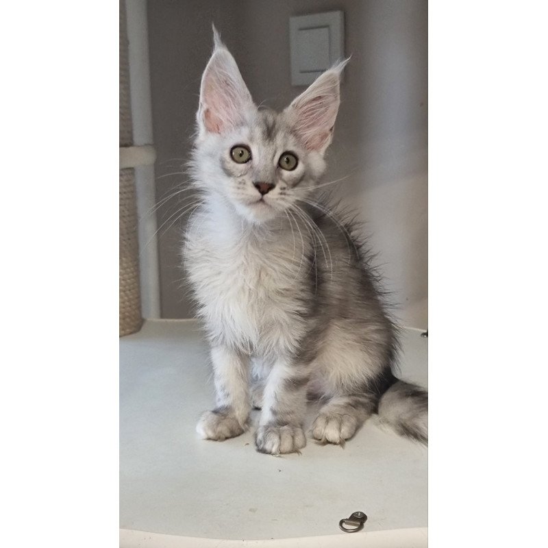 Maine Coon EZ Eveta