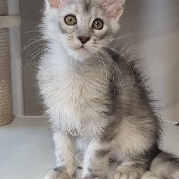 Maine Coon EZ Eveta
