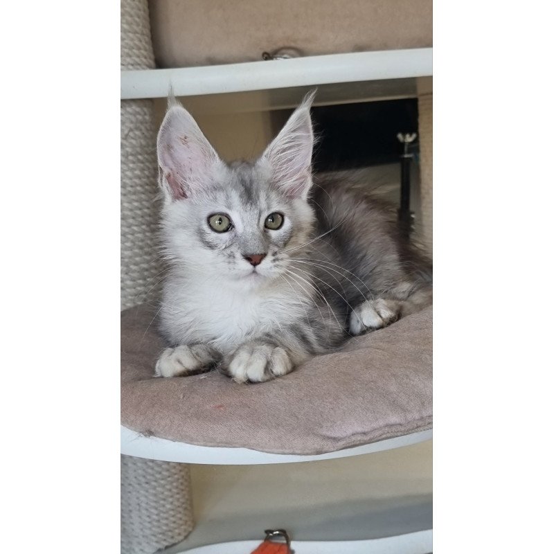 Maine Coon EZ Eveta