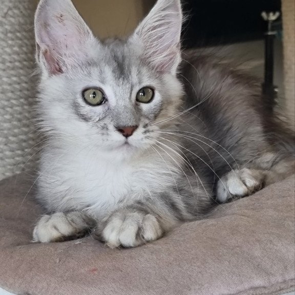 Maine Coon EZ Eveta