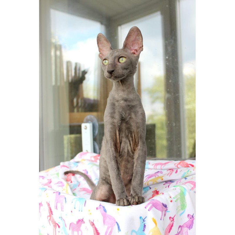 Cornish Rex EZ Dimetry