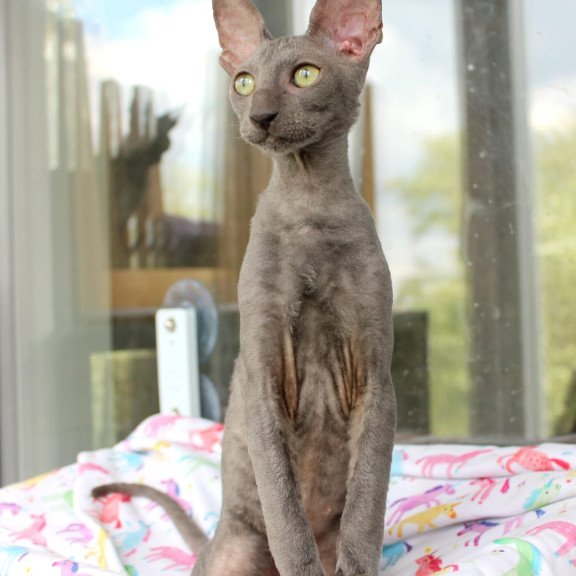 Cornish Rex EZ Dimetry