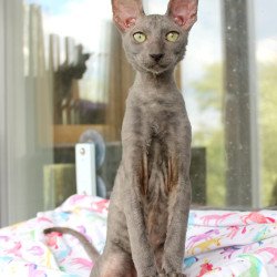 Cornish Rex EZ Dimetry