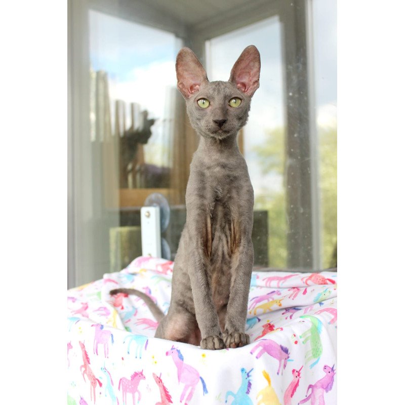 Cornish Rex EZ Dimetry