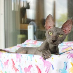 Cornish Rex EZ Dimetry