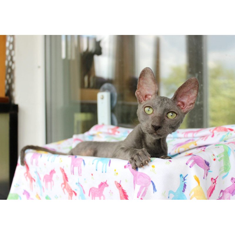 Cornish Rex EZ Dimetry