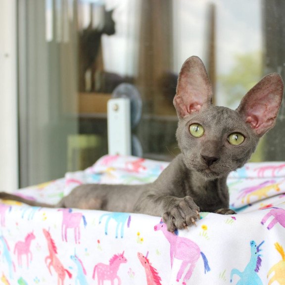 Cornish Rex EZ Dimetry
