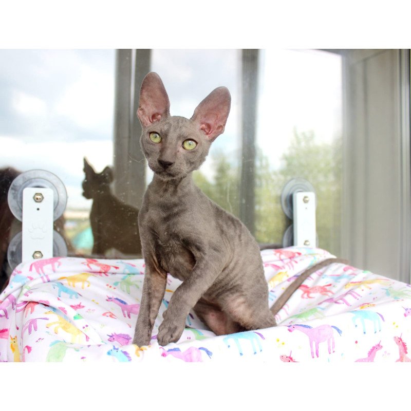 Cornish Rex EZ Dimetry