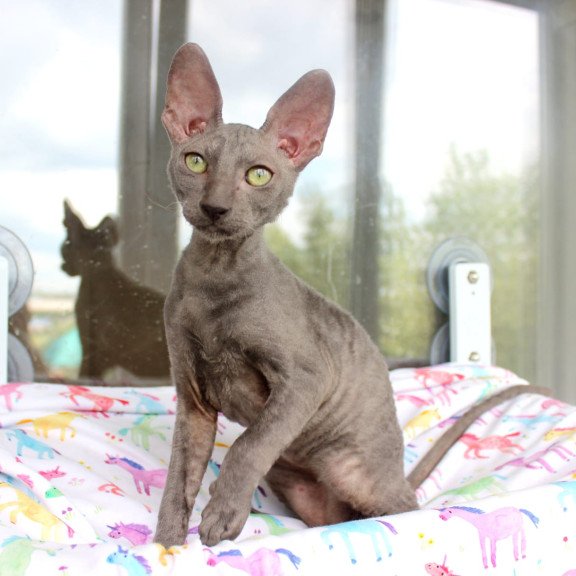 Cornish Rex EZ Dimetry